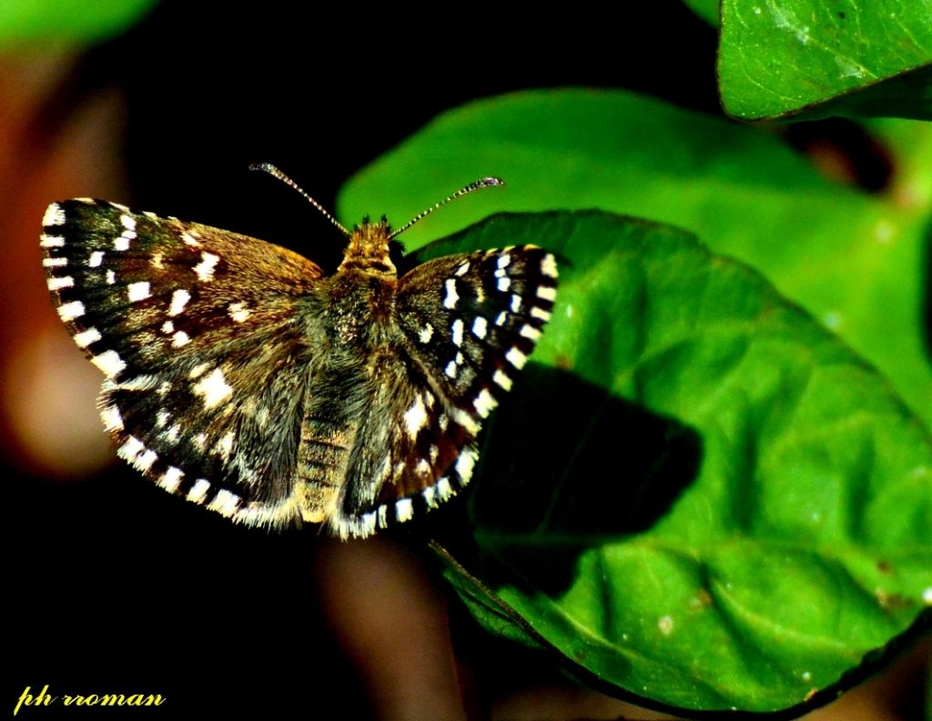 Pyrgus malvoides?